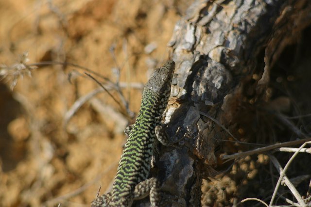 Small lizards